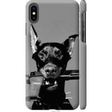Чехол на Apple iPhone XS Max Доберман (2745c-1557)