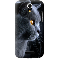 Чехол на Doogee Y100X Красивый кот (3038u-1109)