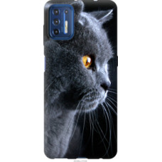 Чехол на Motorola G9 Plus Красивый кот (3038u-2104)