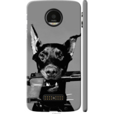 Чехол на Motorola MOTO Z Доберман (2745c-419)