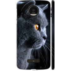 Чехол на Motorola MOTO Z Красивый кот (3038c-419)