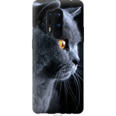 Чехол на OnePlus 8 Pro Красивый кот (3038u-1896)
