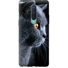 Чехол на OnePlus 8 Красивый кот (3038u-1902)