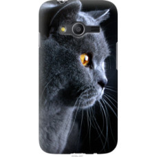 Чехол на Samsung Galaxy Ace 4 G313 Красивый кот (3038u-207)