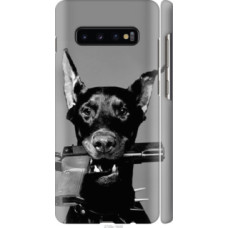 Чехол на Samsung Galaxy S10 Plus Доберман (2745c-1649)